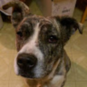 Meet your Posher, Summer